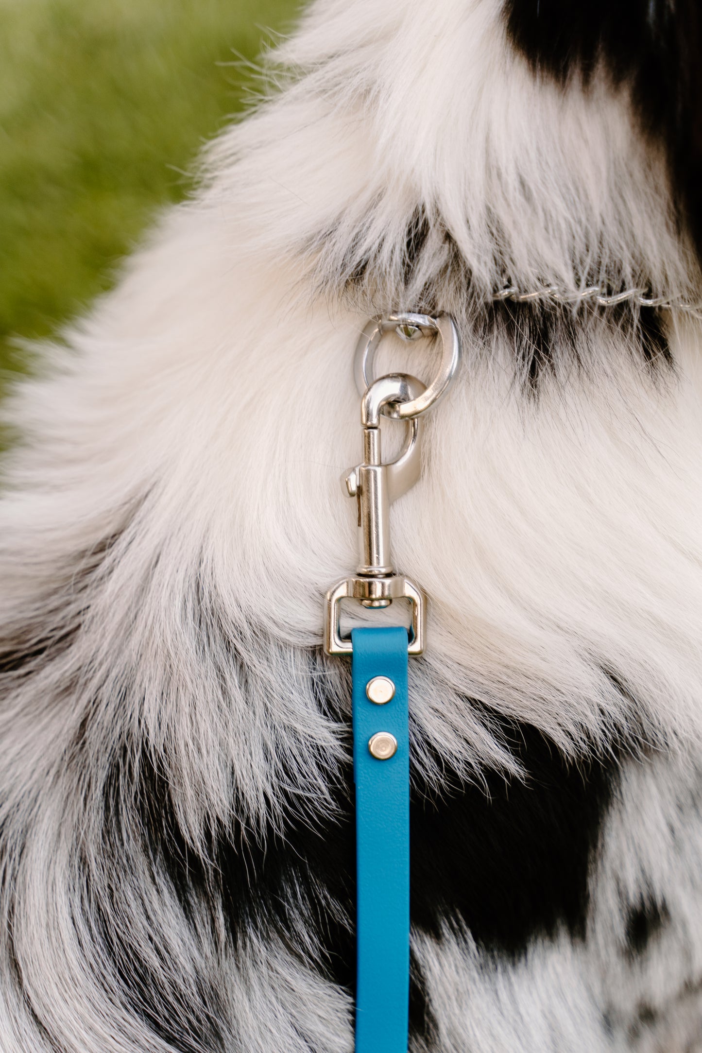 Blue521 Quick Release Leash