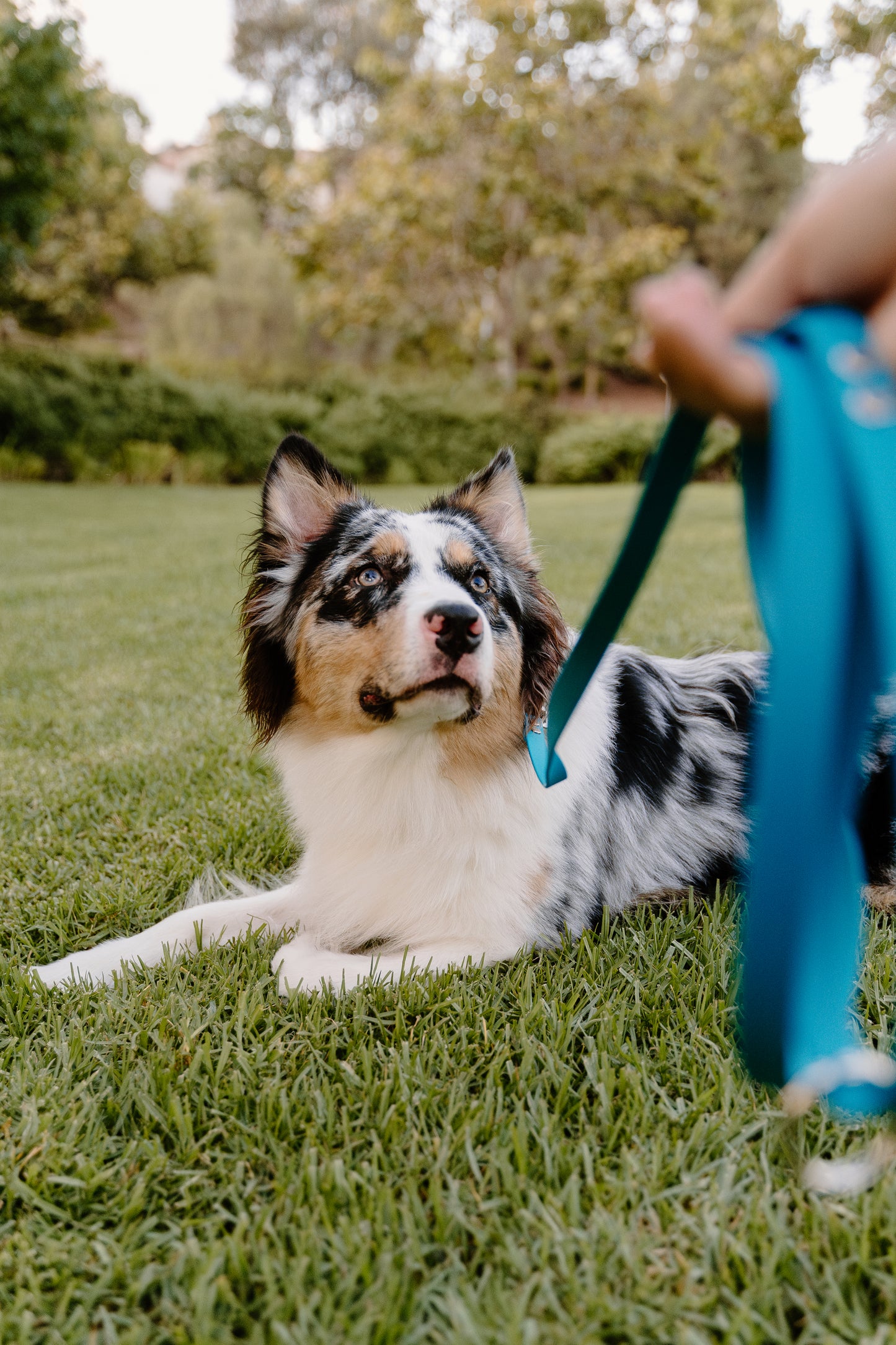 Blue521 Quick Release Leash