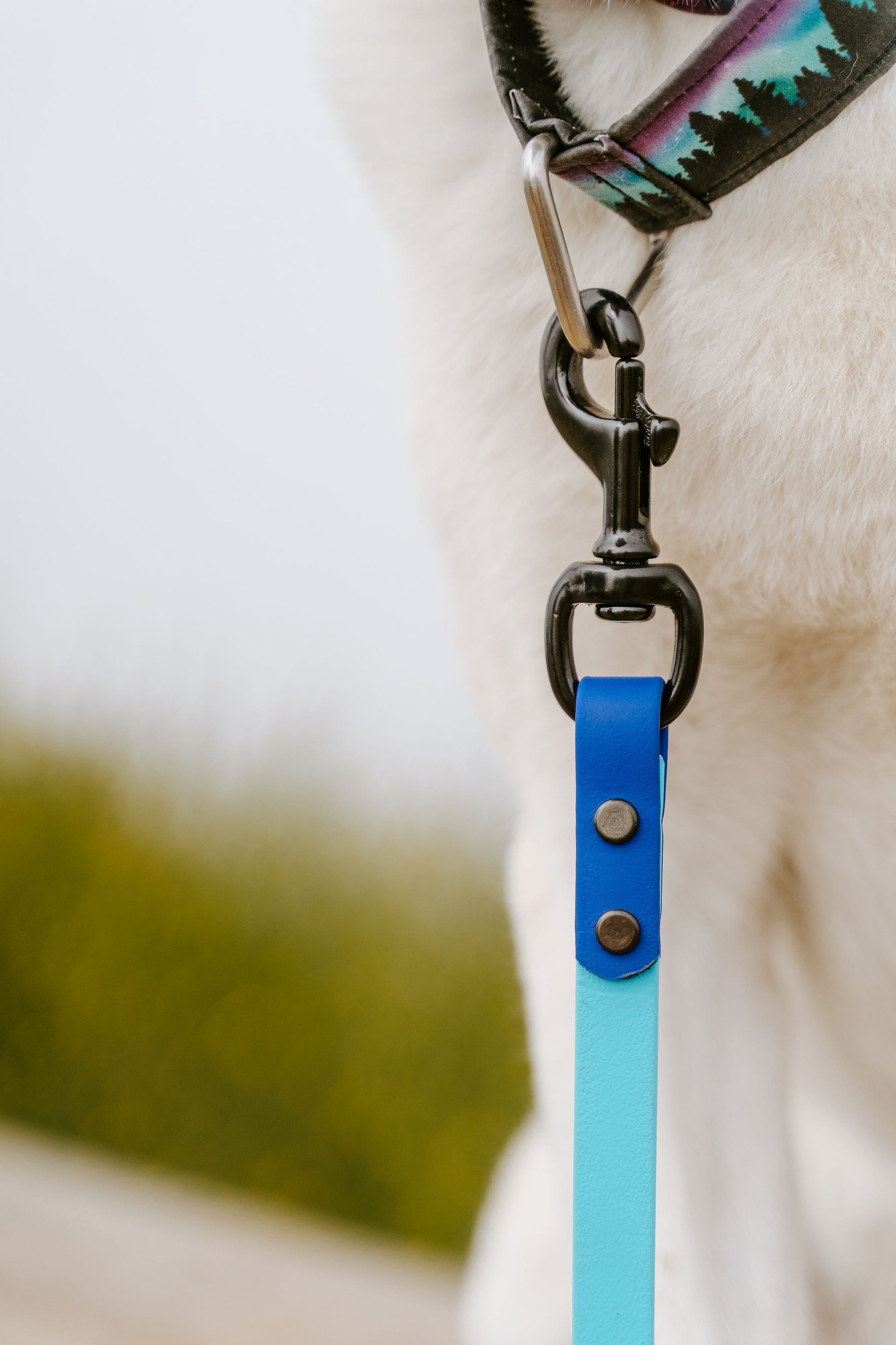 Two-Tone leash with blue52F and Blue522